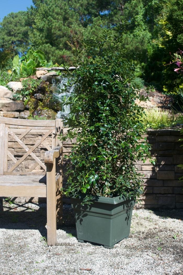 Ilex Christmas Jewel®