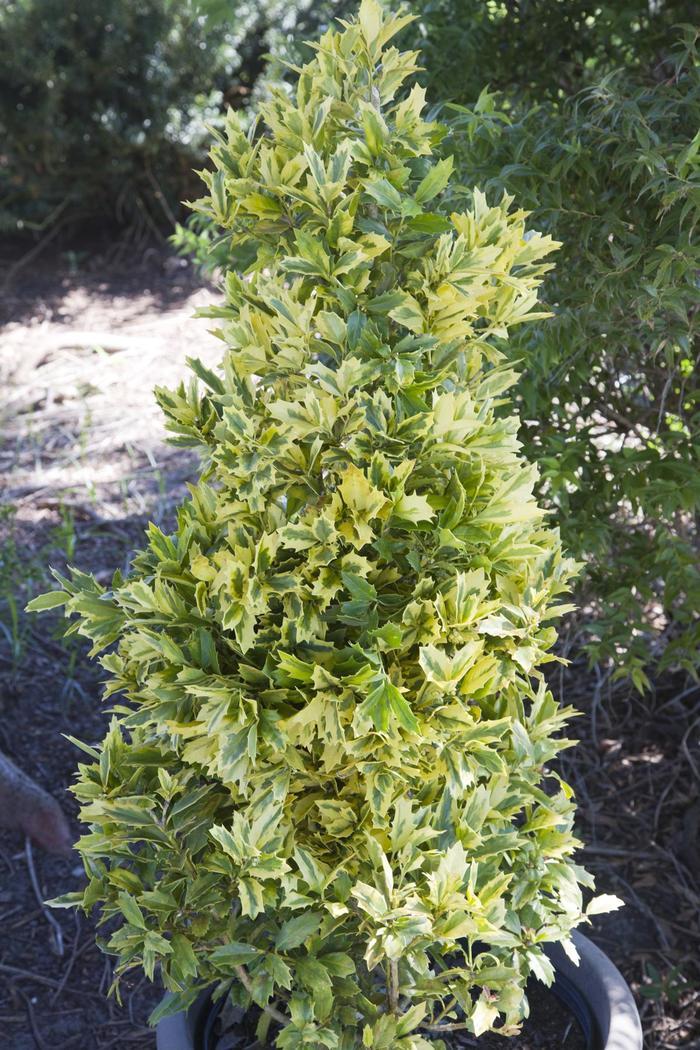 Ilex Golden Oakland®