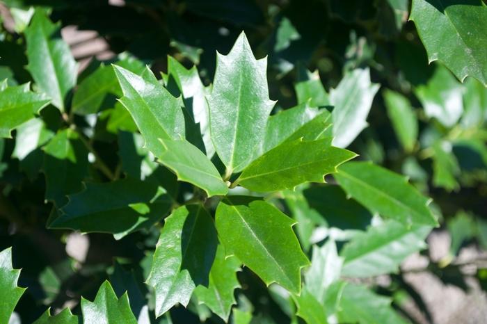 Ilex Oak Leaf™