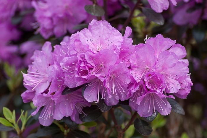 Rhododendron Amy Cotta