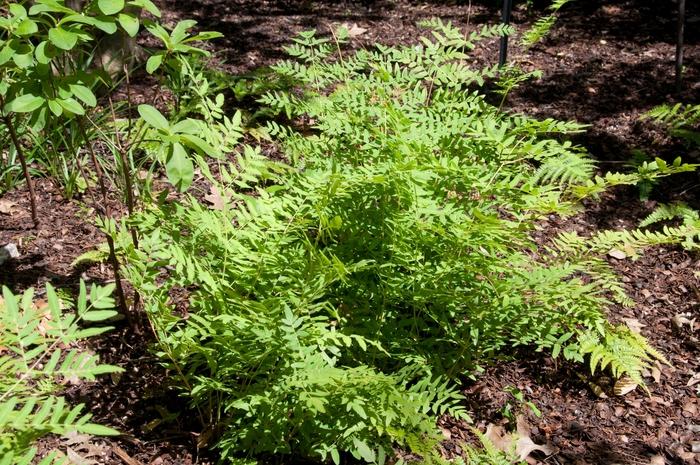 Arachniodes davalliaeformis 