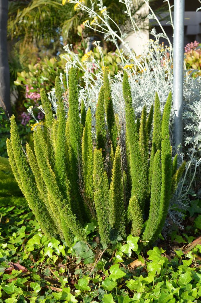 Asparagus densiflorus Myerii