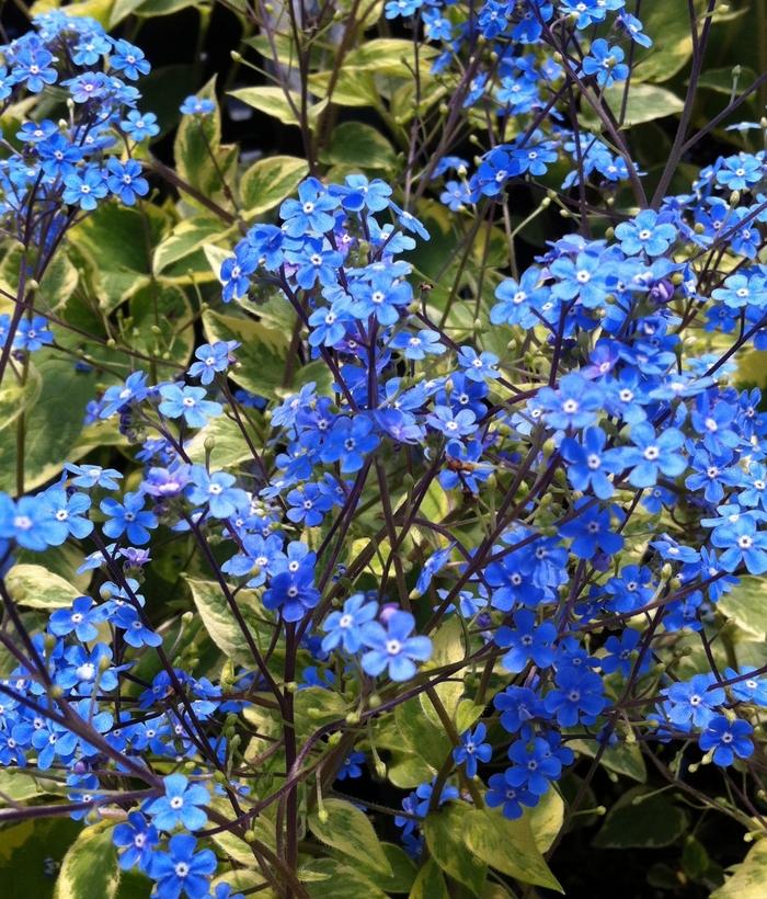 Brunnera macrophylla Hadspen Cream