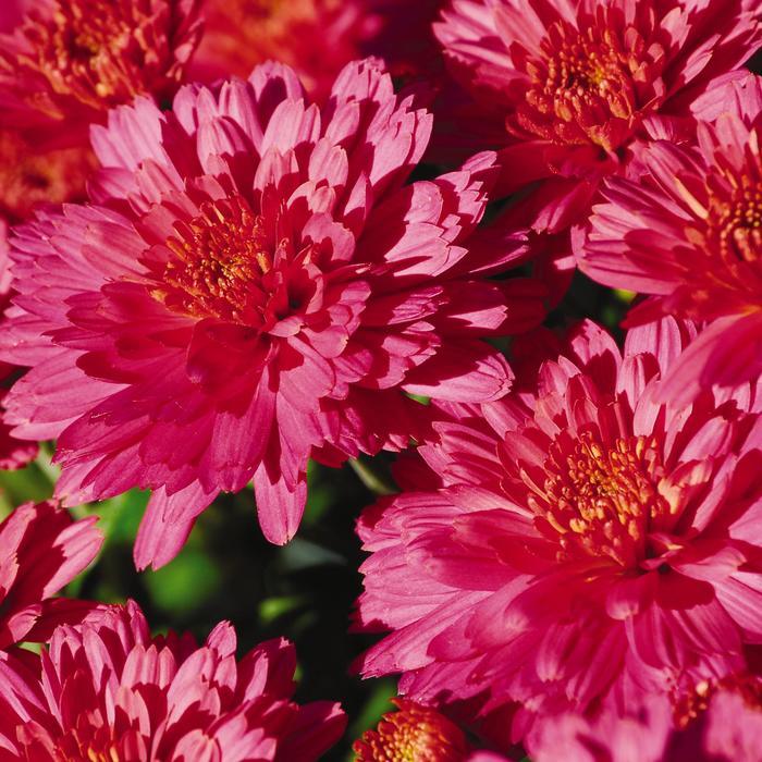 Chrysanthemum grandiflorum Flamingo Pink