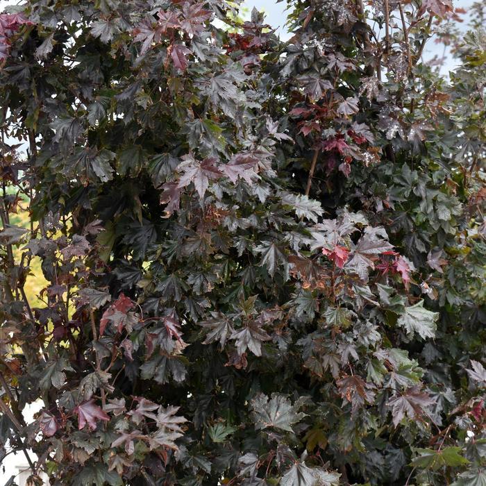 Acer platanoides Crimson Sentry