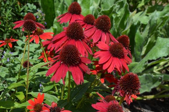 Echinacea Sombrero&reg; Salsa Red