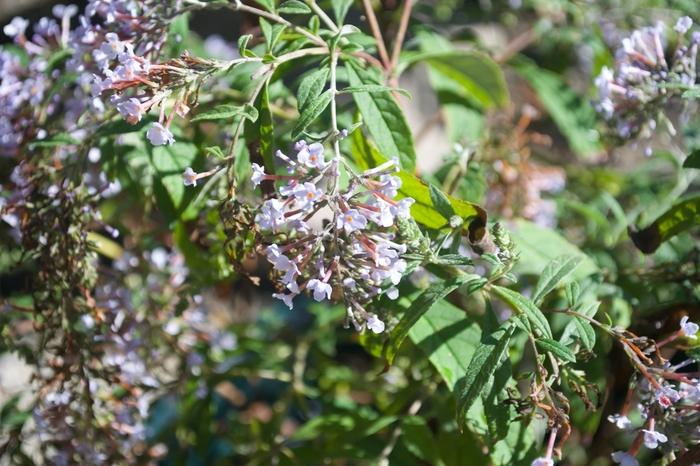 Buddleia davidii Wisteria Lane