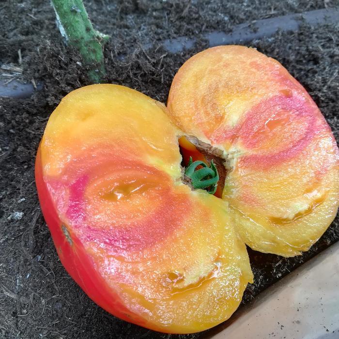 Lycopersicon Buffalosun