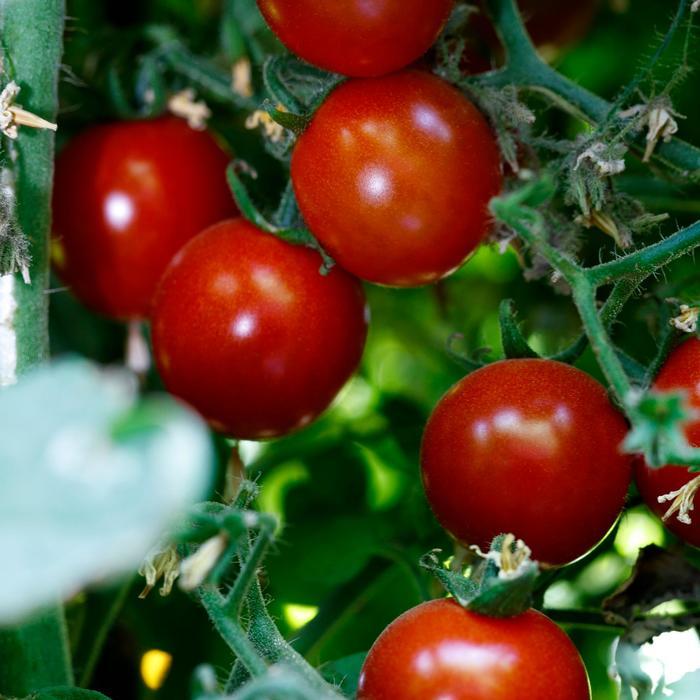 Lycopersicon Ella Bella