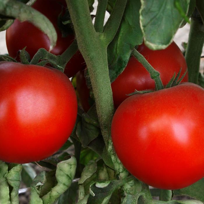Lycopersicon Grand Marshall