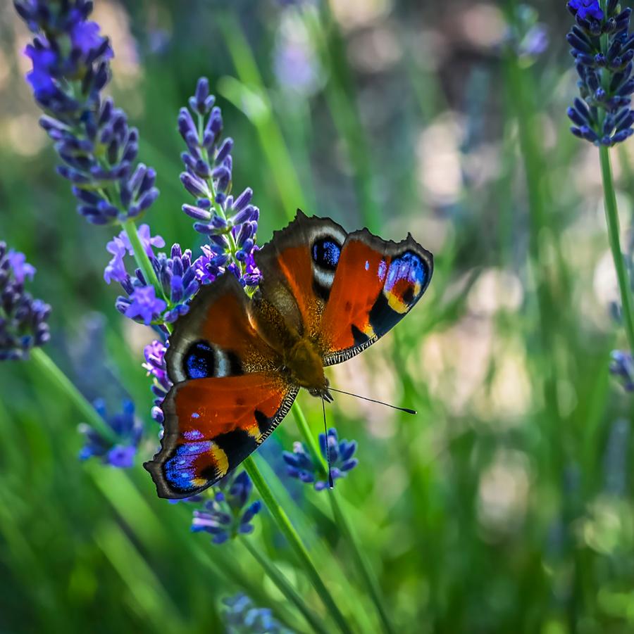Lavandula x intermedia 'Phenomenal?' - Lavender