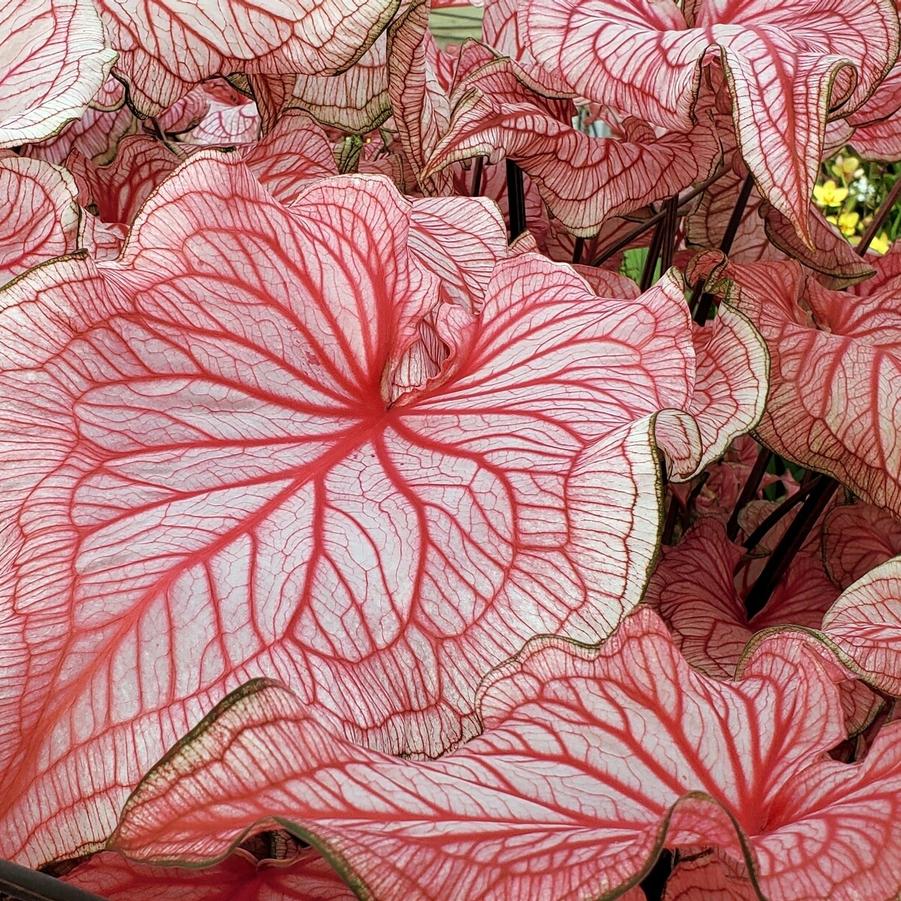 Kaladium™ 'Fairytale Princess™' from Oglesby Plants International