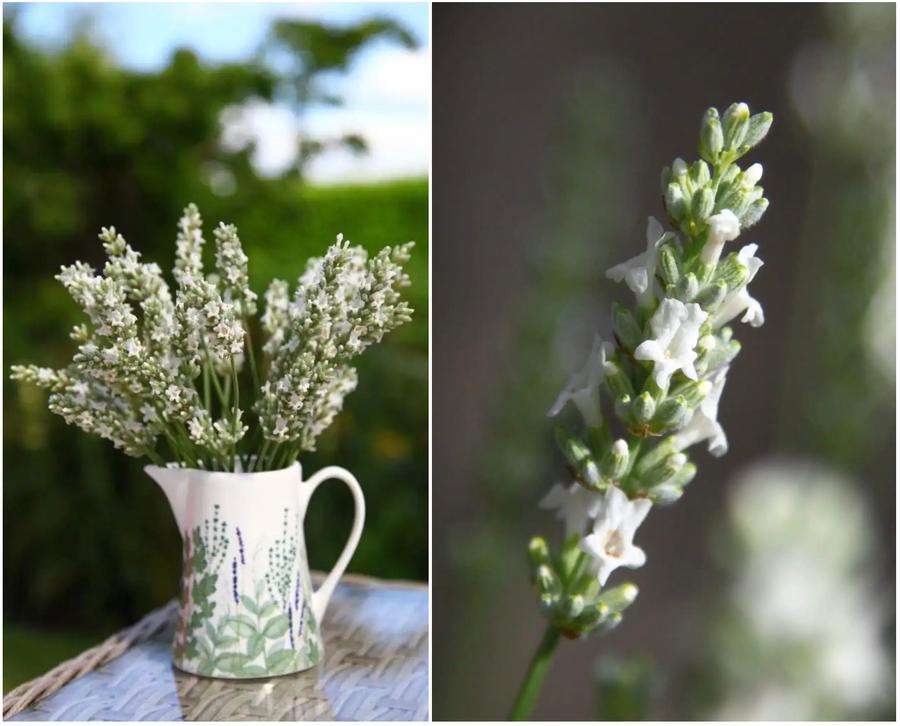 Lavandula x intermedia 'Exceptional' - Lavender from Grower Website Demo 2