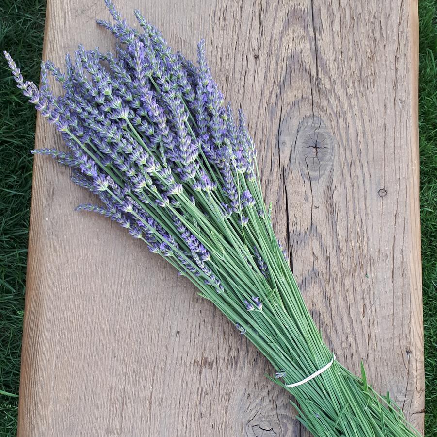 Lavandula x intermedia 'Phenomenal?' - Lavender
