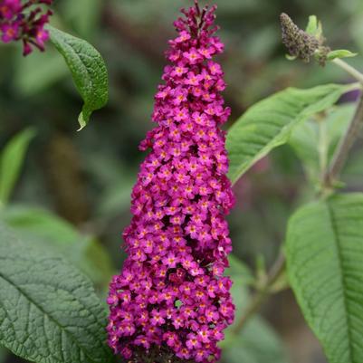Buddleia CranRazz™