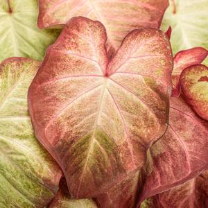 Caladium hortulanum Heart to Heart&reg: Creme Brulee