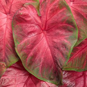 Caladium hortulanum Heart to Heart&reg: Hot Flash