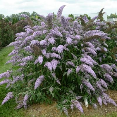 Buddleia Grand Cascade