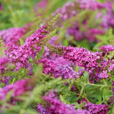 Buddleia Lo & Behold® Ruby Chip®
