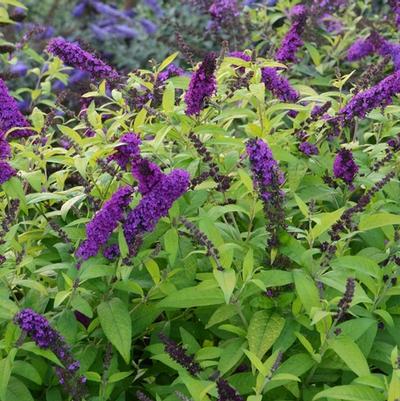 Buddleia davidii Monarch® Crown Jewels
