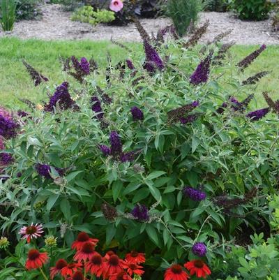 Buddleia davidii Monarch® Dark Dynasty