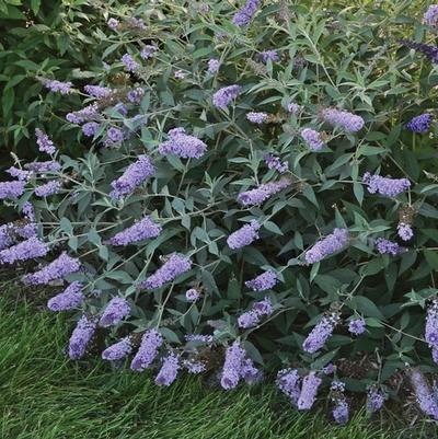Buddleia davidii Monarch® Glass Slippers