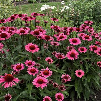 Echinacea Eye-Catcher™ Coral Craze