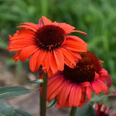 Echinacea Eye-Catcher™ Tanager