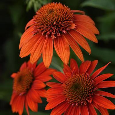 Echinacea Sombrero® Fiesta Orange