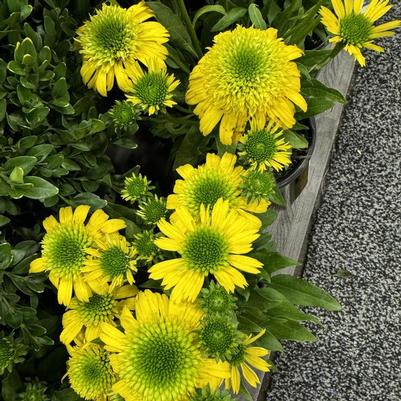 Echinacea Sunny Days™ Lemon