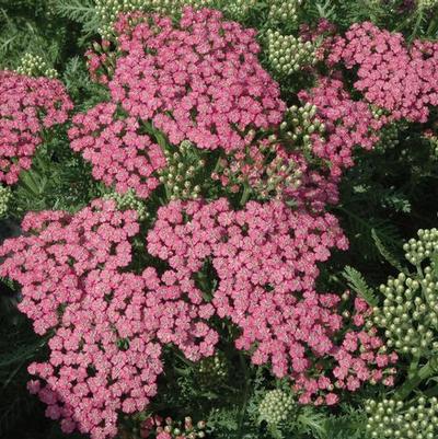 Achillea millefolium Tutti Frutti™ Pink Grapefruit