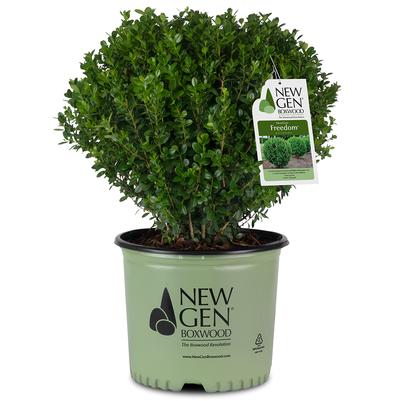Buxus NewGen Freedom®