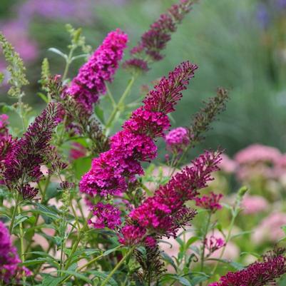 Buddleia davidii Monarch® Queen of Hearts
