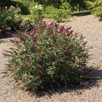 Buddleia davidii RoyalRazz™