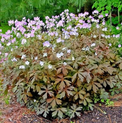 Geranium maculatum Espresso