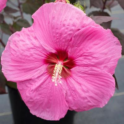 Hibiscus moscheutos Head Over Heels® Passion