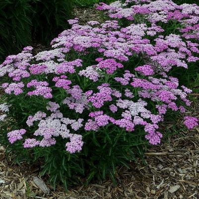 Achillea Firefly Amethyst