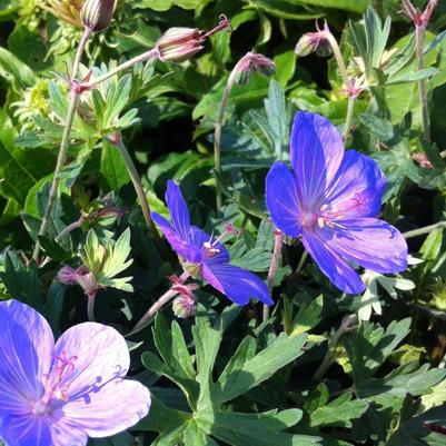 Geranium Johnson's Blue - Cranesbill