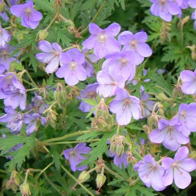 Geranium Rozanne - Cranesbill