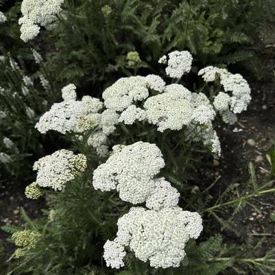 Achillea Firefly Diamond