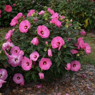 Hibiscus Summerific® Candy Crush