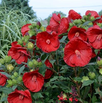 Hibiscus Summerific® Cranberry Crush