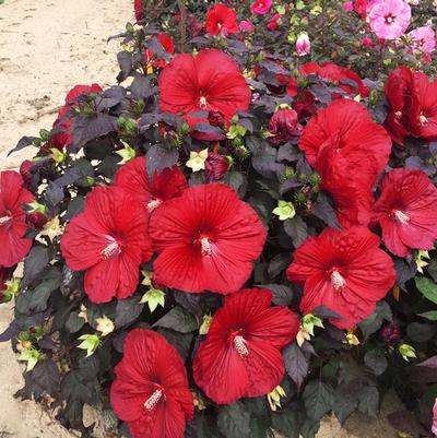 Hibiscus Summerific® Holy Grail