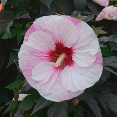 Hibiscus Summerific® Perfect Storm