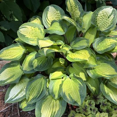 Hosta Island Breeze