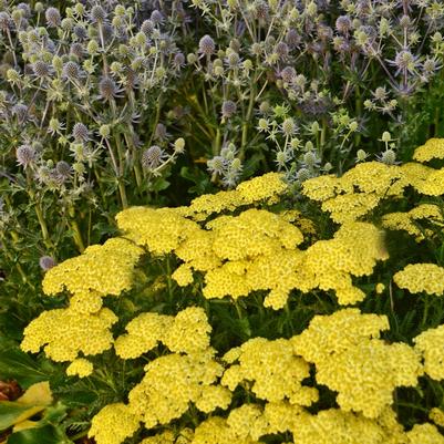 Achillea millefolium Seduction Sunny
