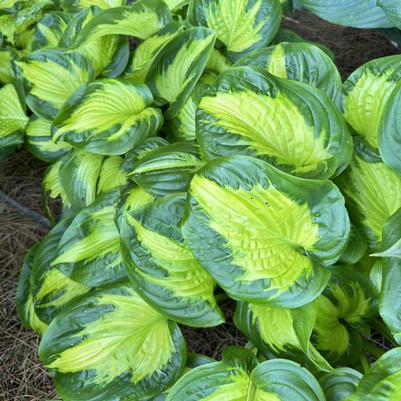 Hosta Shadowland® Etched Glass