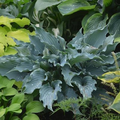 Hosta Shadowland® Waterslide