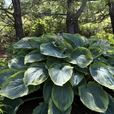 Hosta Shadowland® Wu-La-La