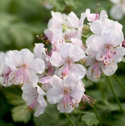 Geranium x cantabrigense Biokova Karmina